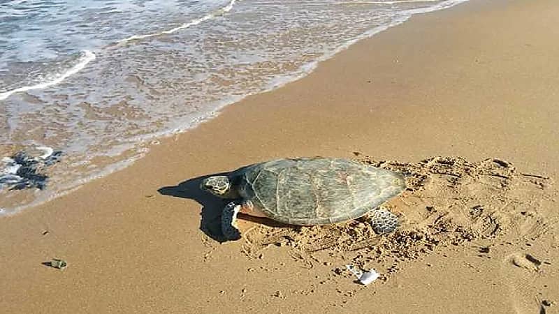 بالفيديو ..حرس الحدود يعيد سلحفاة بحرية إلى بيئتها في أملج