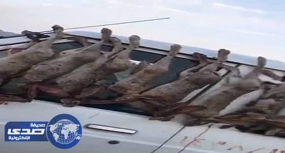 " الحياة الفطرية " تبحث عن " صائد الأرانب "