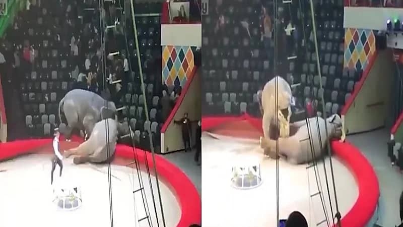 بالفيديو.. عراك شرس بين فيلين يتسبب في إلغاء سيرك