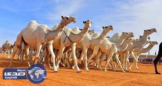 متحدث مهرجان الملك عبد العزيز للإبل ينفي طرح دعوات مفتوحة للحفل الختامي