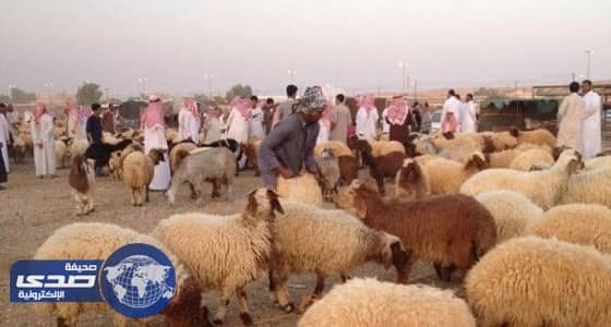 إنشاء أسواق مواشي ومسالخ في رفحاء بـ 14 مليون ريال