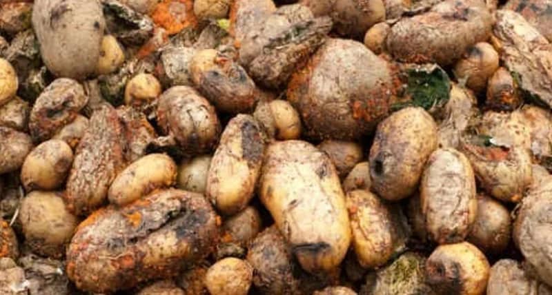 بيئة القريات تضبط 25 طنًا من البطاطس الفاسدة