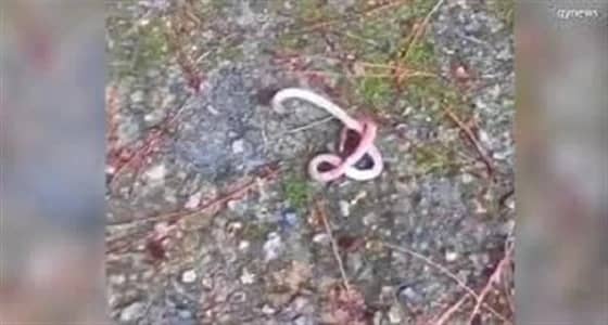 فيديو مرعب لثعبان لديه رأس في ذيله