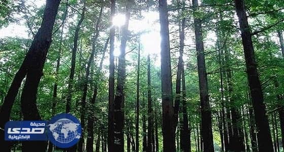 باحثون: هولندا تفقد غاباتها