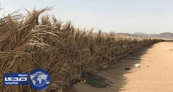 أمانة المدينة تزيل 8 حالات تعد بمساحات مختلفة