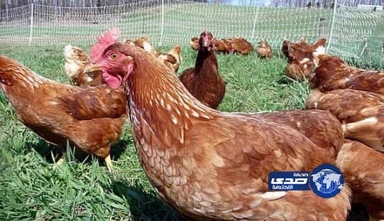 محام يثير الجدل بحديثه عن أحقية الزوج في منع زوجته من قيادة السيارة "فيديو"