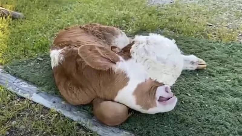 بقرة مشوهة بدون عيون تثير الجدل