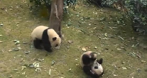 فيديو طريف لباندا تهاجم أخرى على طريقة مصارعة الثيران