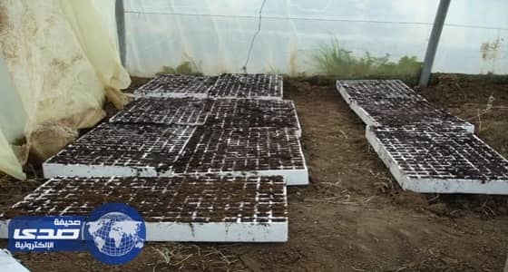 إطلاق مشروع زراعة وإنتاج الخضار في البيوت المحمية بنجران