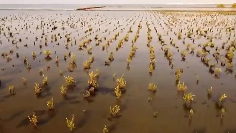 بالفيديو.. زراعة مليون شتلة "مانجروف" على شواطئ جازان