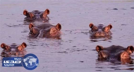 نفوق مئة فرس نهر في ناميبيا بسبب الجمرة الخبيثة