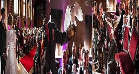 بالفيديو.. بومة تفسد حفل زفاف وتسرق الخاتم