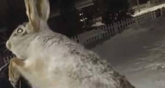 بالصور.. مصرع حيوانات كازاخستان تجمدا