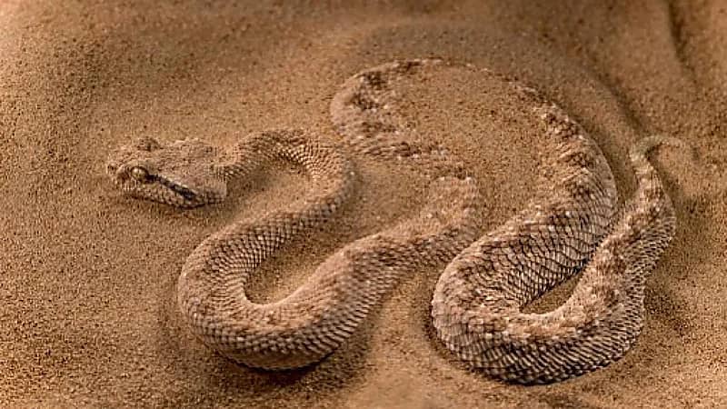 المسند يحذر من الاقتراب من الحفر والصخور لانتشار ونشاط الزواحف