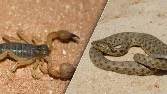 بالفيديو.. سبب خروج العقارب والثعابين من جحورها في هذه الأيام