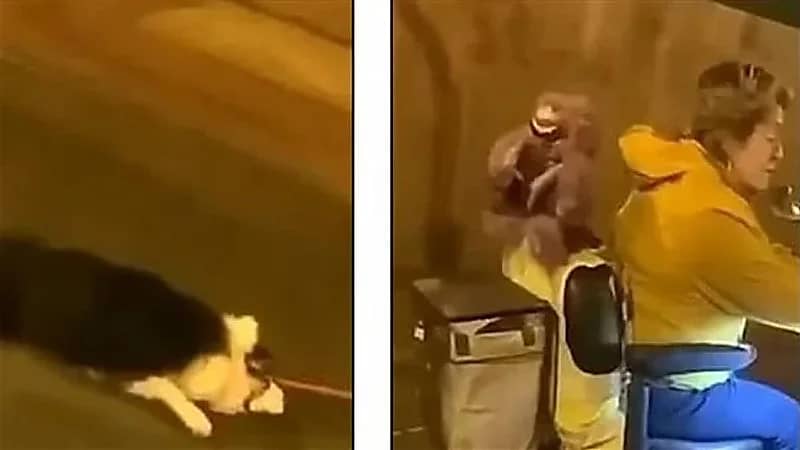 بالفيديو.. مسنة تسحل كلبًا في مؤخرة دراجتها النارية على أحد الطرق