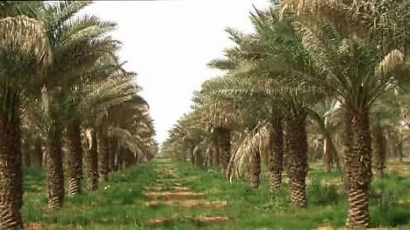 القصيم تتصدّر المملكة في قطاع النخيل بـأكثر من 12 مليون نخلة .. فيديو