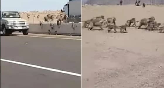 بالفيديو.. " الحياة الفطرية " توضح حقيقة عبور القرود لطريق المدينة – مكة