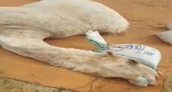 تفاعل غير مسبوق بمواقع التواصل مع نفوق الناقة " خزامه "