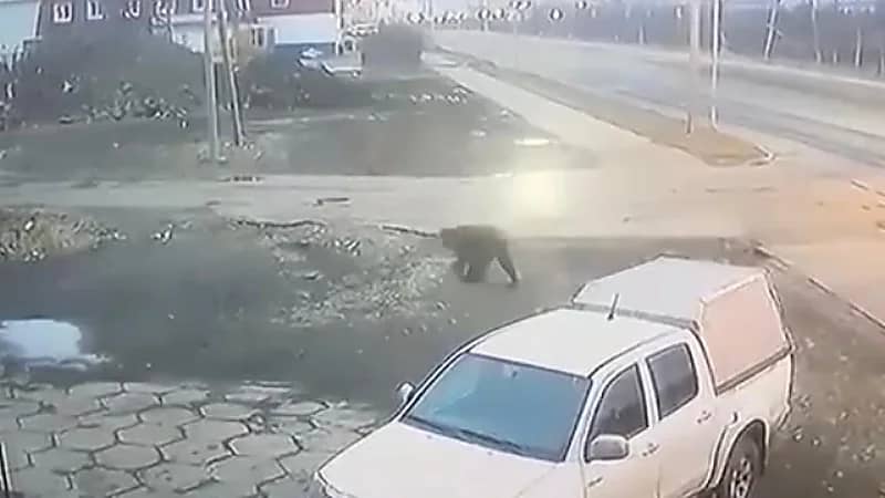 شاهد.. دب يتجول في أحد الشوارع