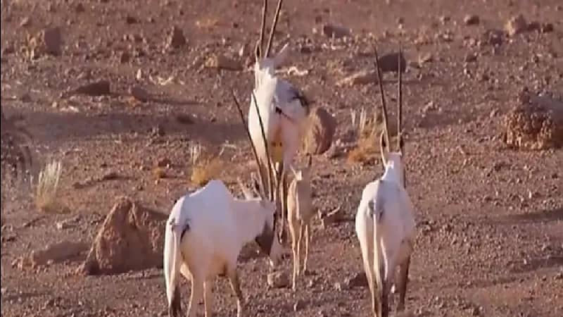 محمية الملك سلمان تطلق 153 من المها العربي وتسجيل 8 ولادات نادرة