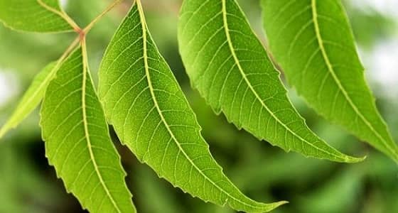 أوراق شجر النيم والكركم تساعد في علاج " الجرب "