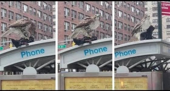 بالفيديو.. صقر جائع يفترس حمامة حية