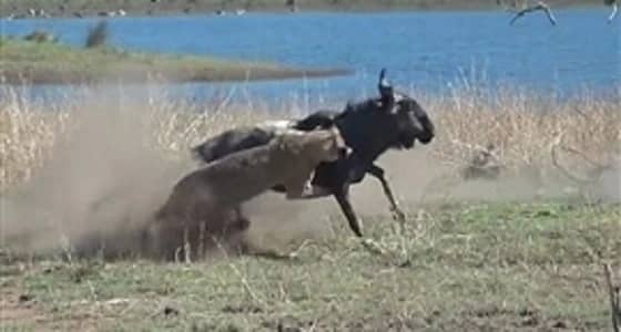 بالفيديو.. قطيع أسود يهاجم أنثى حيوان بري حامل ويلتهم جنينها