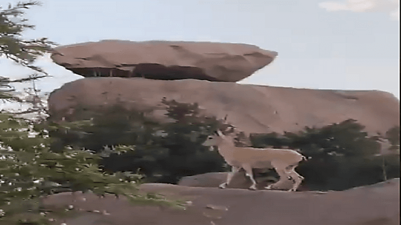 شاهد.. تجول الوعول في متنزه الأمير سلطان بعسير