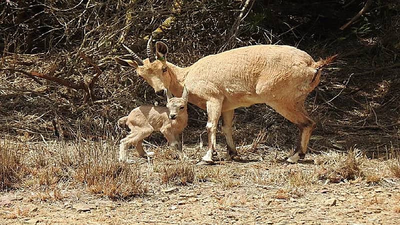 السودة للتطوير: بدء تكاثر الوعول الجبلية التي تم إطلاقها