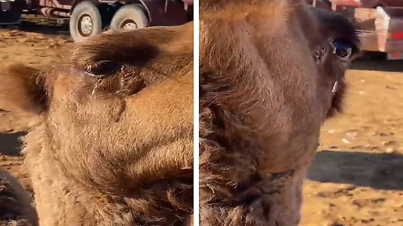 شاهد .. برد "طريف" يجمد دموع الإبل