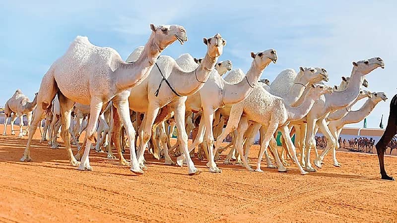 بدء توثيق وحفظ سلالات الإبل عبر منصة "وثقها"