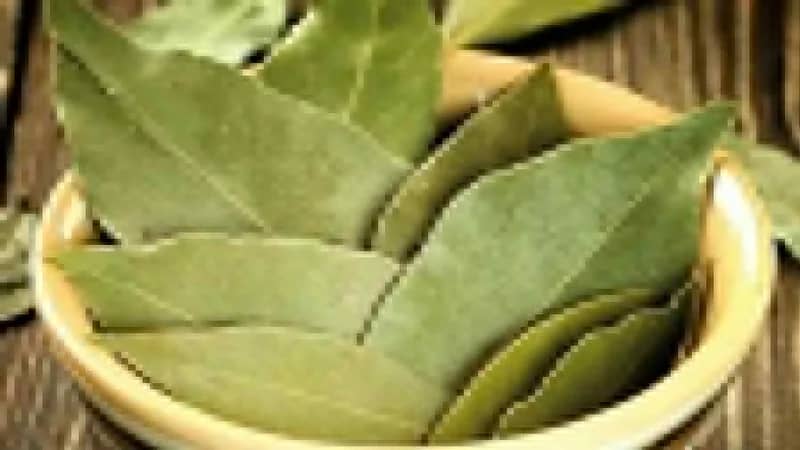 فوائد مذهلة لتناول مستخلص اوراق الجوافة