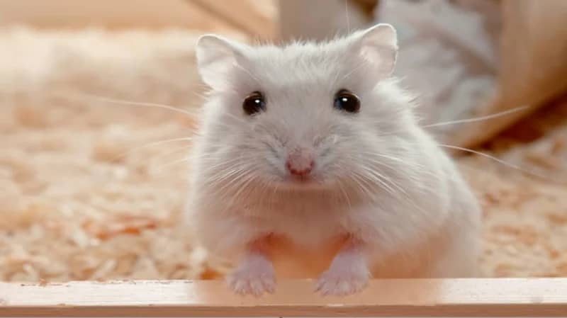 سيدة تلتهم هامستر في مقطع فيديو