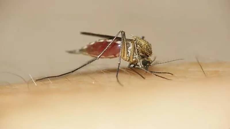 أخصائية توضح طريقة لتخفيف الحكة والتورم الناجم عن لدغة البعوض