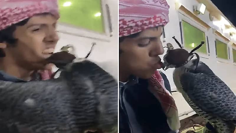 حادث غريب من نوعه صقر يلتهم شفاه شاب.. فيديو