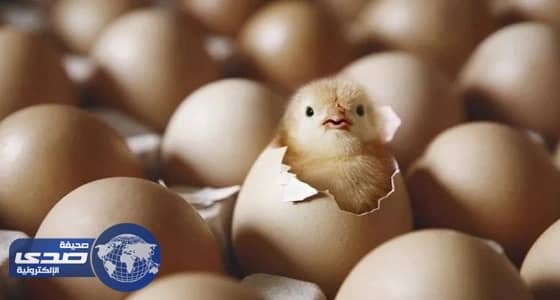 " لايك " على تغريدة مسيئة لنساء المملكة تفقد أقوى نساء لبنان منصبها