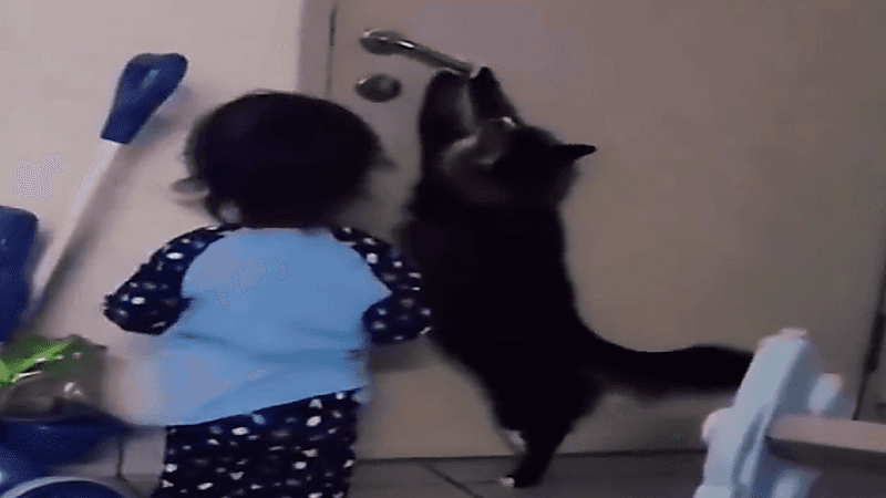 شاهد .. قِطة تعلم طفلة كيفية فتح الباب