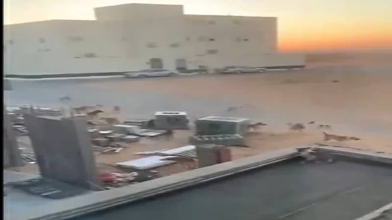 شاهد.. كلاب ضالة في حي الروابي ببريدة تثير  ذعر سكان المنطقة 