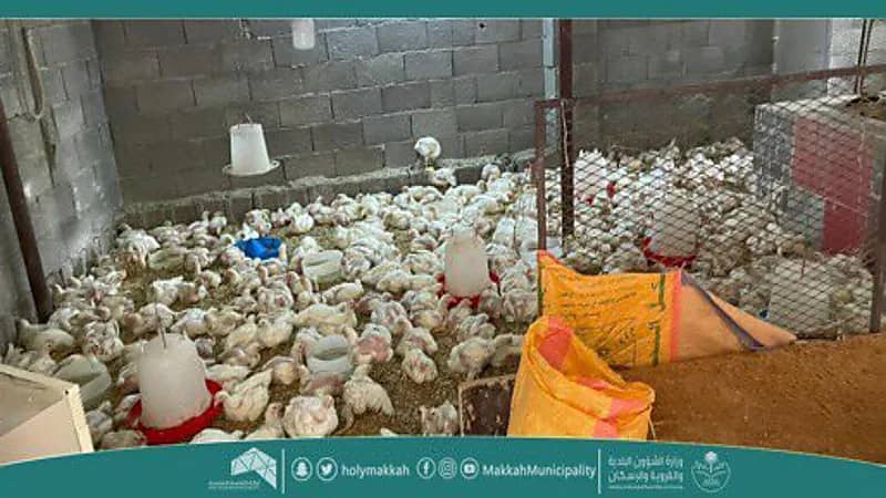 بالصور.. ضبط موقع لتربية وذبح الدواجن في العاصمة المقدسة