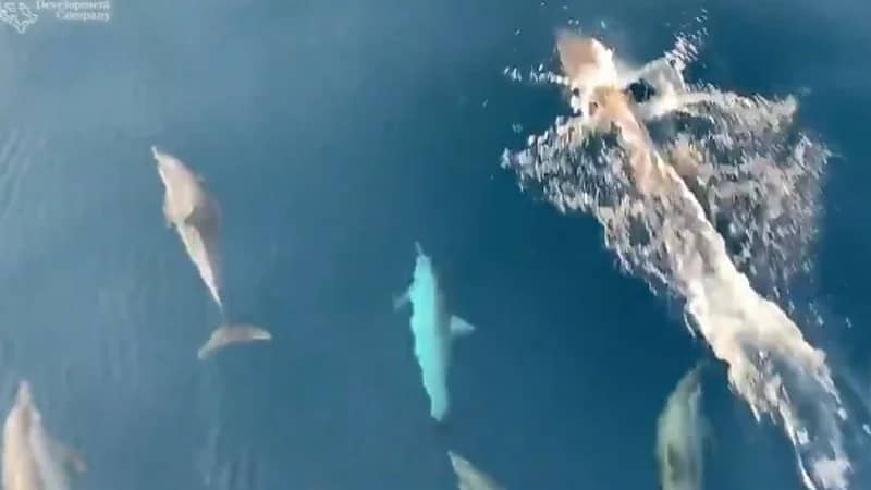 شاهد: مجموعة من "الدلافين الدوارة" تسبح في مشروع البحر الأحمر⁩ بالمملكة