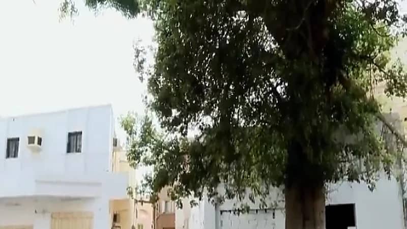 بالفيديو.. شجرة "الحَبْحَبوه" الوحيدة من نوعها في المملكة