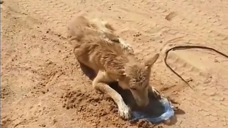 بالفيديو .. مواطن ينقذ حياة ذئب