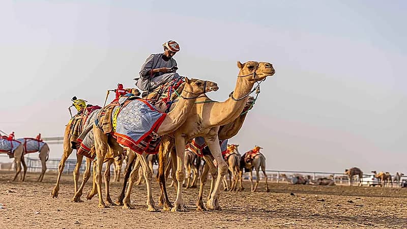 انطلاق مهرجان ولي العهد للهجن غداً