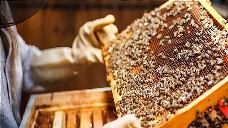 مربية النحل: تربية النحل مهنة أساسية ودخلها  قد يصل إلى 50 ألف ريال