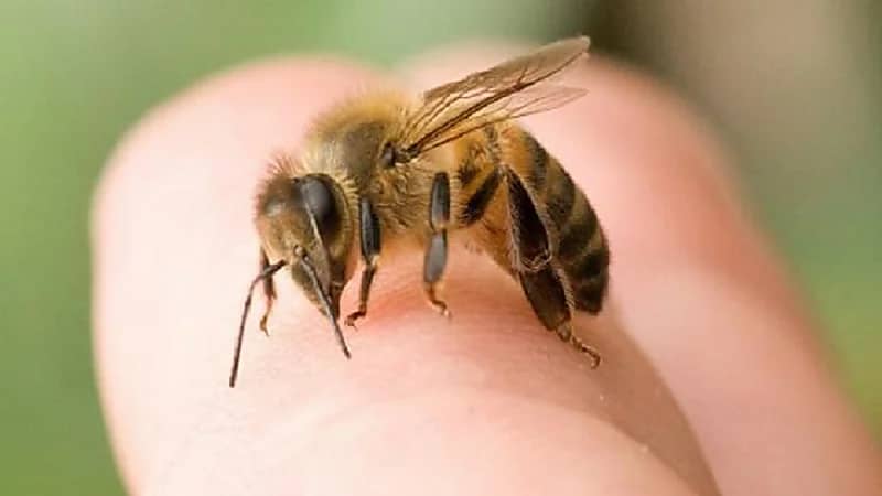 بالفيديو .. باحث : سم النحل فيه أكثر من 18 مكون علاجي