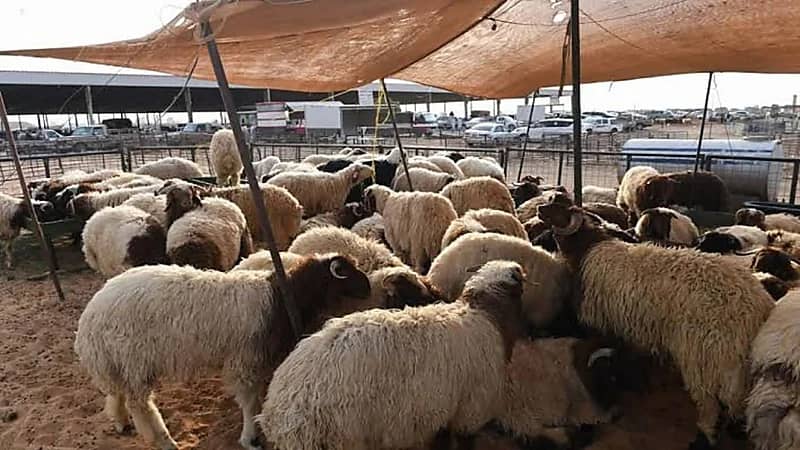 قواعد جديدة لأسواق النفع العام ستطبق قريبا 