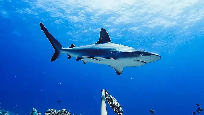 سمكة تسبب حالة هلع في لبنان