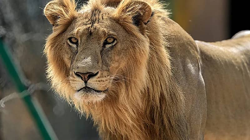 وفاة طفل فلسطيني على يد "أسد"