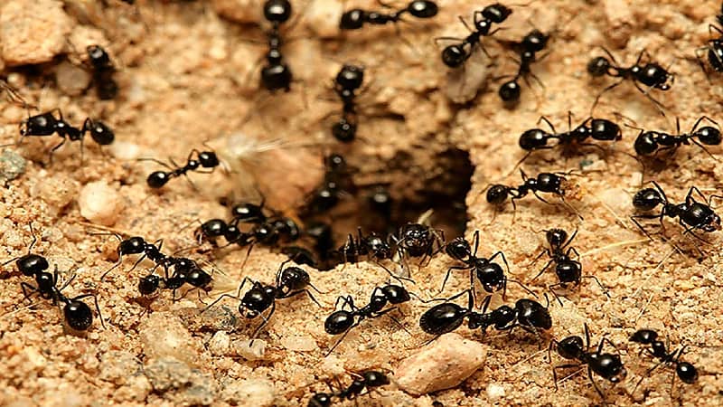 بالفيديو .. راق شرعي: النمل ليس له علاقة بالسحر أو العين